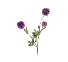 Scabiosa stellata, 75 cm, lila