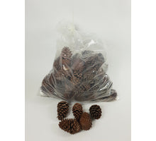 KIEFER MARITIMA 10-14 CM GEBLEICHT POLY/75 STK