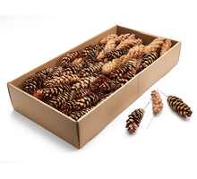 Stecklinge 'Pinus Strobus' Natur 100 Stück