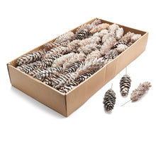 Stecklinge 'Pinus Strobus' gefroren weiß 100 Stück