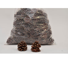 PINUS PINEA
GEMISCHT NATÜRLICHES POLY/75 ST.