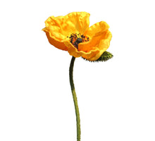 Mohn Nudicaule gelb offene Blüte 70cm