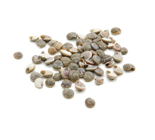 Umbonium 'Black' 420g