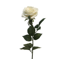 Delphinium Agathe cream 85cm