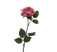 Rosa Dijon dunkelrosa 64cm