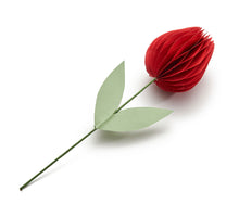 Tulpe 'Isabelle' korallenrot Ø7,5x30cm