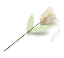 Tulpe 'Aurelie' creme Ø7,5x30cm