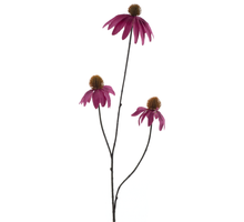Echinacea-Spray Beauty 82cm
