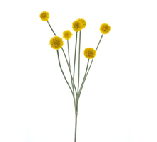 Craspedia Spray Gelb 67cm