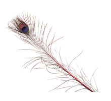pb. 6 Pfauenfedern rot 100cm