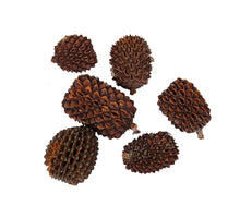 pb. große casurina 200 Gramm natürlich