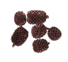 pb. große Casurina 200 Gramm Orchidee