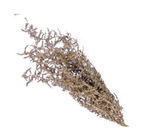 St. Bündel Spargel Champagner 55 cm