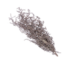 St. Bündel Spargel rosa 55 cm