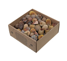 ca. 640 g Leucodendron-Assortiment, Natur