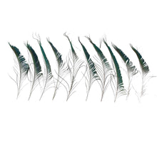 Pfauenfeder 25-30cm 10 Stück Natur