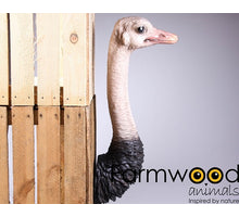 Palma grass 50-65cm 100gr White-wash