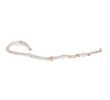 Bananenstab 5 Stück White-wash