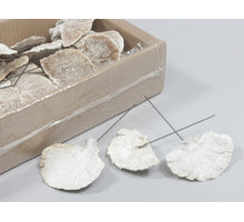 Schachtel 40 Schwamm Pilz/Draht 10cm weiß waschen