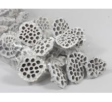 pb. 25 Lotos weiß laviert 7-9 cm