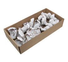 ca. 15 Palmenbecher/Draht 10cm weiß gewaschen