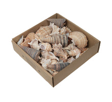 Gemischte Muscheln, Natur, 500 g.