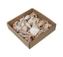 w/b. gemischte Muscheln D Natur 500 gr.