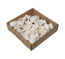 w/b. gemischte Muscheln A Bleichmittel 500 gr.