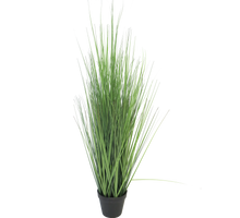 Königsschwingel grün im Topf 86cm