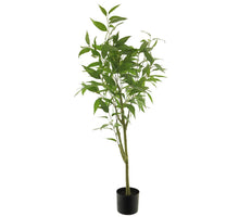 Ficus longifolia im Topf grün 120cm