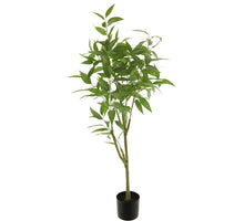 Ficus longifolia im Topf grün 200cm