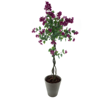 Bougainvillea-Baum im Topf, lila, 165 cm