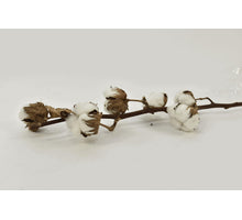 katoen tak Gossypium Wit 7 Bol