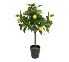 Zitronenbaum 70cm (12 Zitronen)