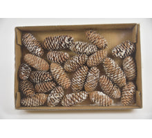 Tannenzapfen mini Fichte (24Stk)