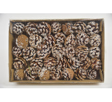 Tannenzapfen Mini Kiefer (35Stück)