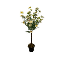 Margerite am Stamm 70 cm cremefarben/grün