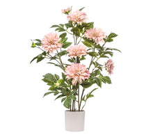 DAHLIEN-TOPFPFLANZE H 80 CM HELLROSA