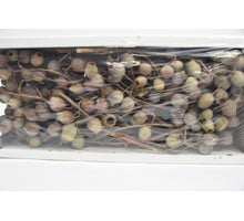 Bellgum Branch Box 5-7 Glocken (40 Stück)