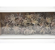 Spidergum-Kralle Lose Weißwäsche (50 Stück)