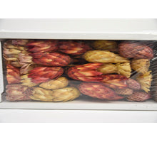 Protea Ass. Natürlich (50Stk)