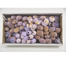 Leucadendron 10cm wr box Flieder-wash (100pcs)