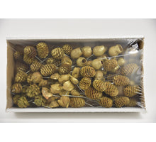 Leucadendron 10cm wr box Gold-wash (100Stk)