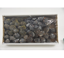Leucadendron 10cm wr box Schwarz-Frost (100Stk)