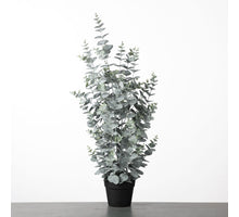 Eukalyptus im Topf H91cm Grün