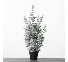 Eukalyptus im Topf H72cm Grün
