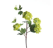 Schneeball-Viburnum x4 L84cm Grün