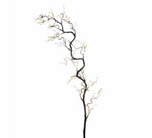 Corylus Contorta L70cm Natur