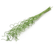 Magnolie 'Duft' rosa 110cm