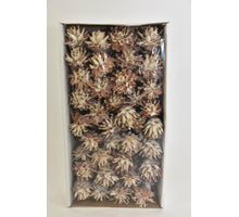 Mixbos rood/naturel gedroogd